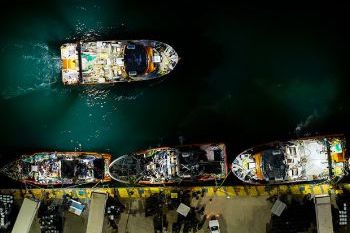 丘布特以90,000吨捕捞量 结束罗森港2025–2026年虾捕捞季(图1) 丘布特以90,000吨捕捞量 结束罗森港2025–2026年虾捕捞季(图1)