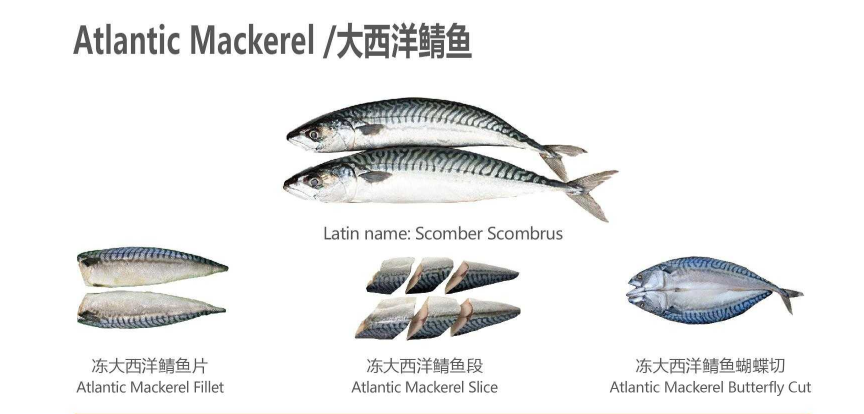 【优质展商】天津食品供应链集团国际贸易有限公司——共享、服务(图5)