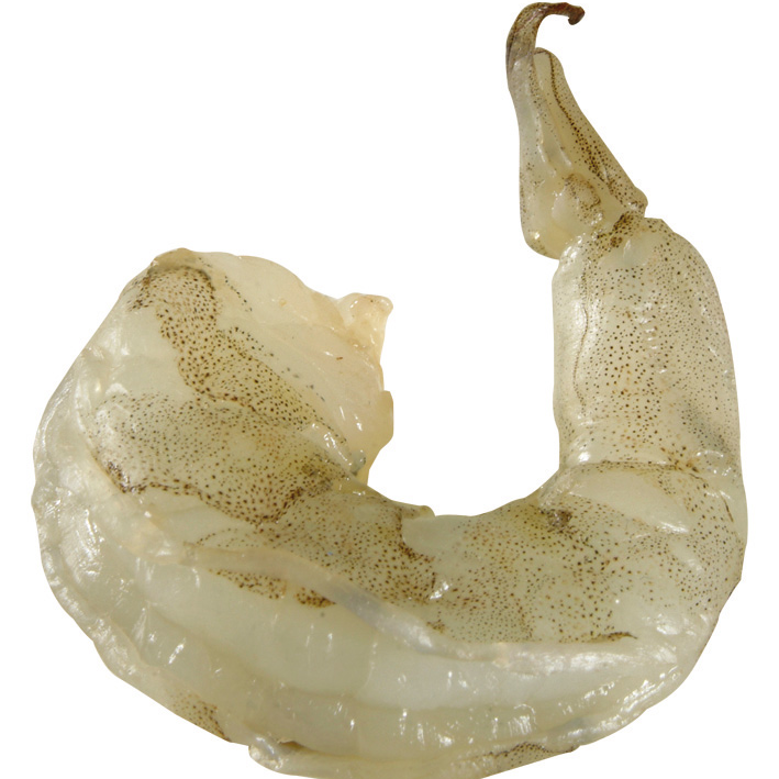 华东渔业顶流局!厄瓜多尔 “国家队” 集结,8月到上海解锁从南美洲到黄浦江的深海密(图12) 图片