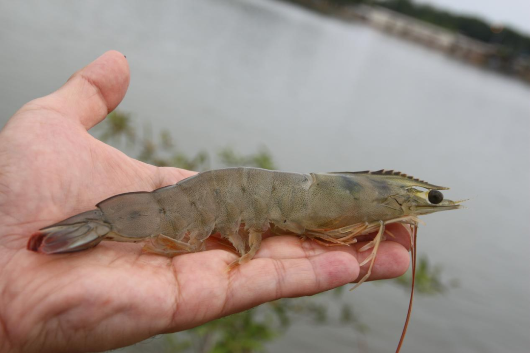 华东渔业顶流局!厄瓜多尔 “国家队” 集结,8月到上海解锁从南美洲到黄浦江的深海密(图9) 图片