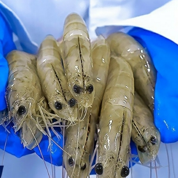 华东渔业顶流局!厄瓜多尔 “国家队” 集结,8月到上海解锁从南美洲到黄浦江的深海密(图14) 图片