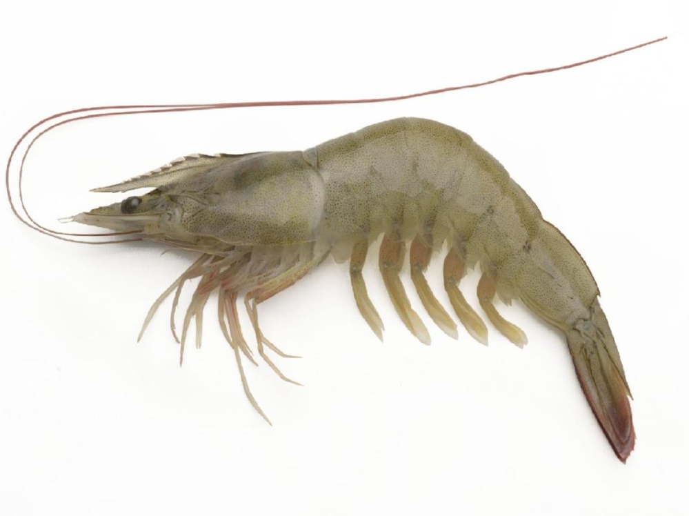 华东渔业顶流局!厄瓜多尔 “国家队” 集结,8月到上海解锁从南美洲到黄浦江的深海密(图34) 图片