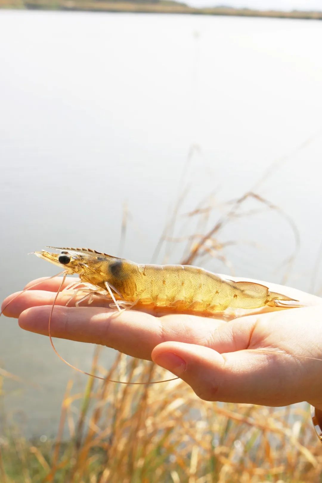 华东渔业顶流局!厄瓜多尔 “国家队” 集结,8月到上海解锁从南美洲到黄浦江的深海密(图41) 图片