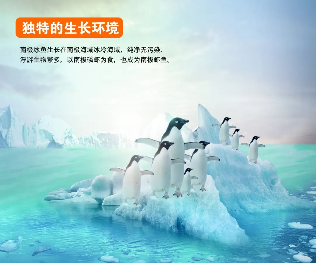 从南极到上海餐桌,格利斯冰鱼演绎 15000 公里的深海传奇!(图4) 图片