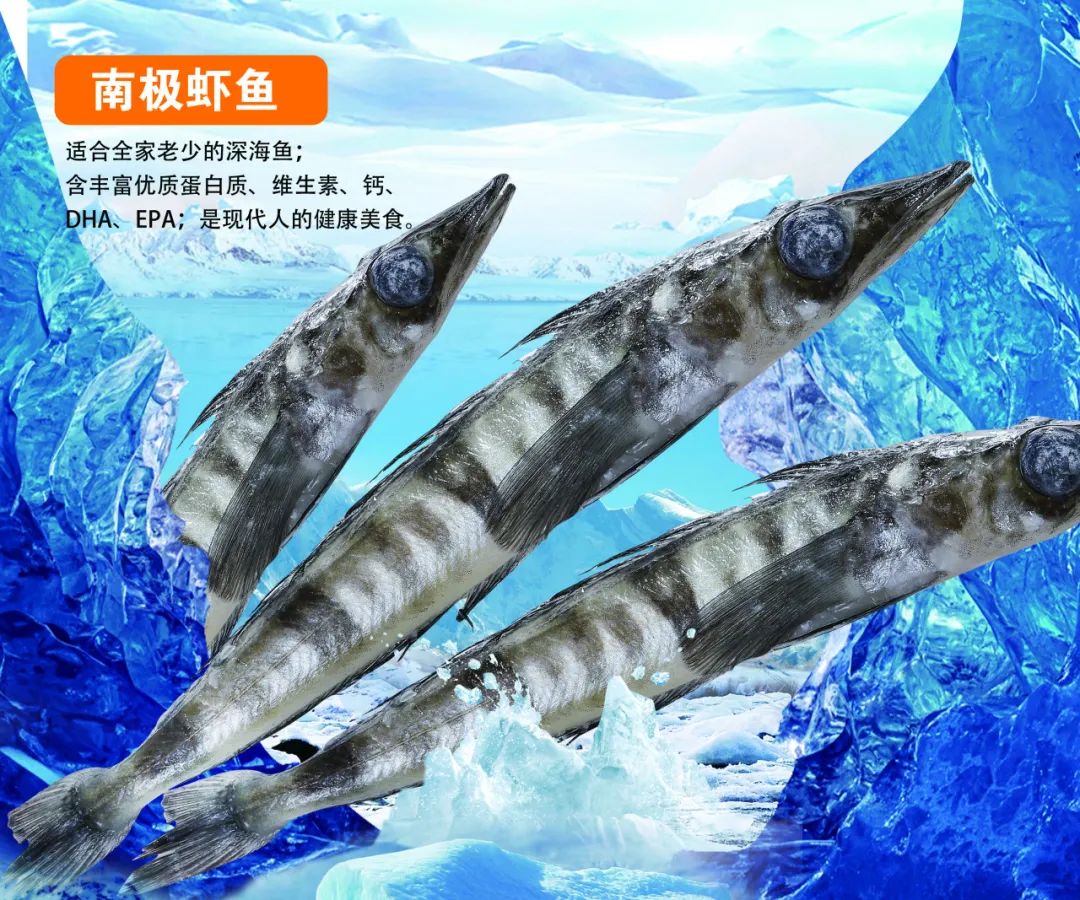从南极到上海餐桌,格利斯冰鱼演绎 15000 公里的深海传奇!(图3) 图片