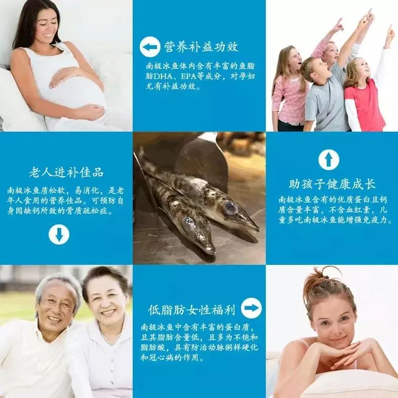 从南极到上海餐桌,格利斯冰鱼演绎 15000 公里的深海传奇!(图7) 图片