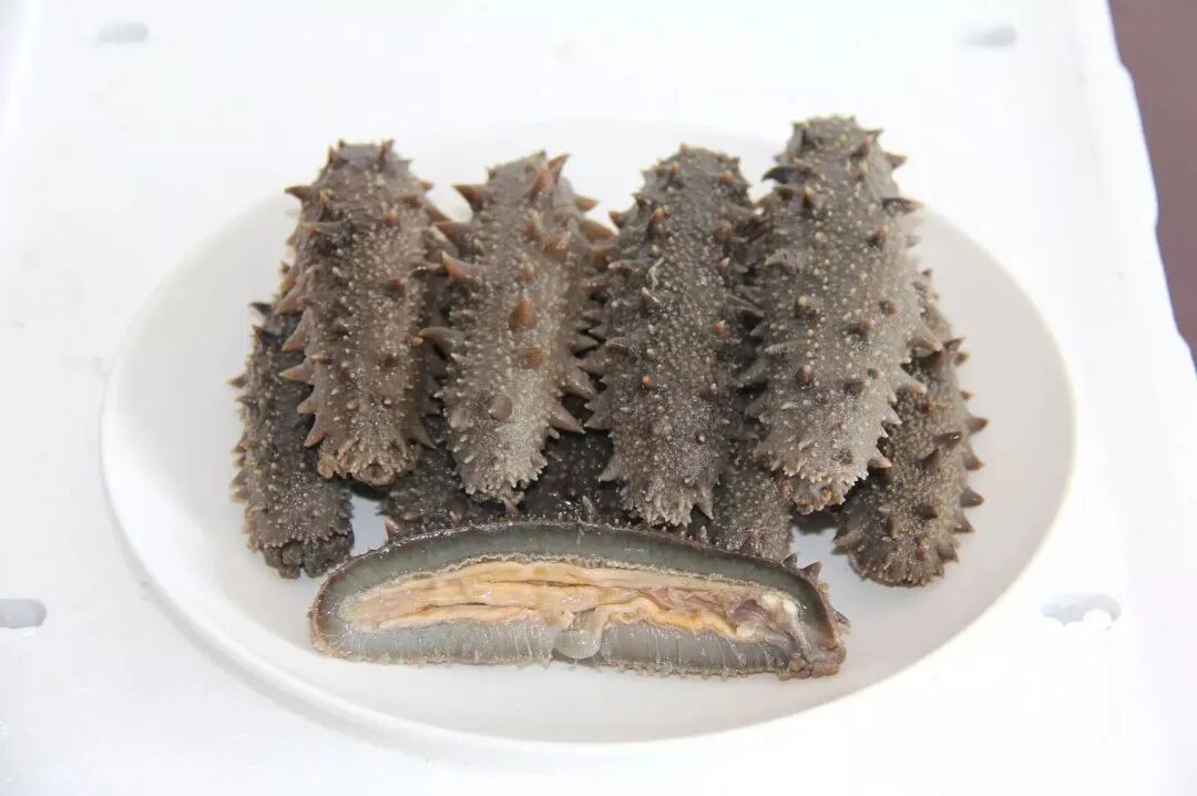 高端不贵，便捷翻倍！上海渔博会滋补新品正在适配年轻化“快养生”(图9)