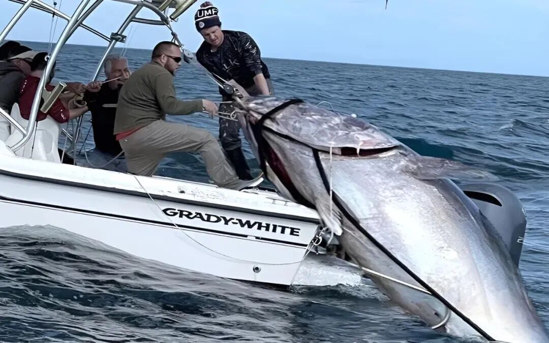 从喂犯人的“垃圾鱼”到日本餐桌的奢侈品，金枪鱼如何做到身价暴涨？中国年捕30多万吨又销售到哪了？(图3)