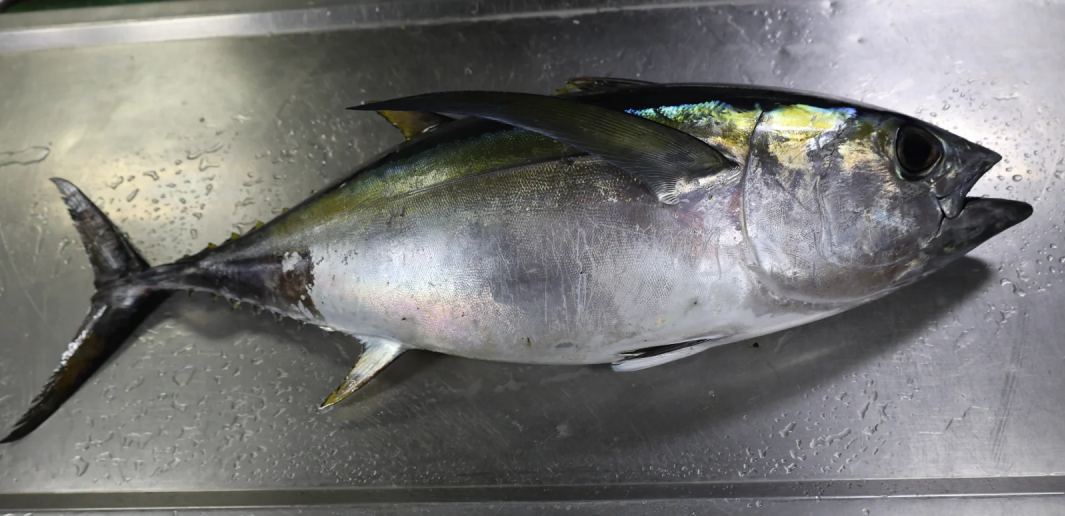 从喂犯人的“垃圾鱼”到日本餐桌的奢侈品，金枪鱼如何做到身价暴涨？中国年捕30多万吨又销售到哪了？(图16)