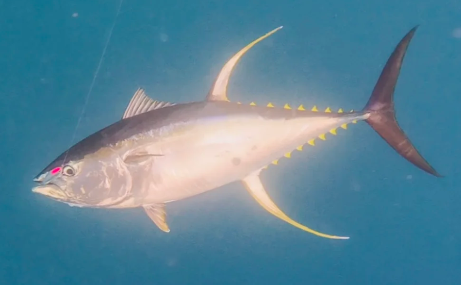 从喂犯人的“垃圾鱼”到日本餐桌的奢侈品，金枪鱼如何做到身价暴涨？中国年捕30多万吨又销售到哪了？(图17)