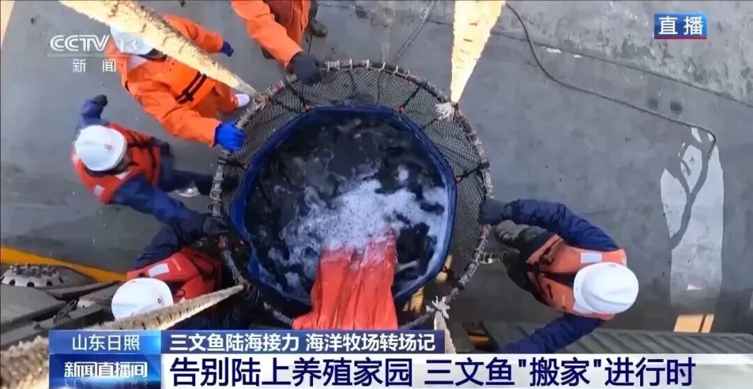 直击海洋牧场转场 | 我国迎来三文鱼陆海接力养殖时代(图1)