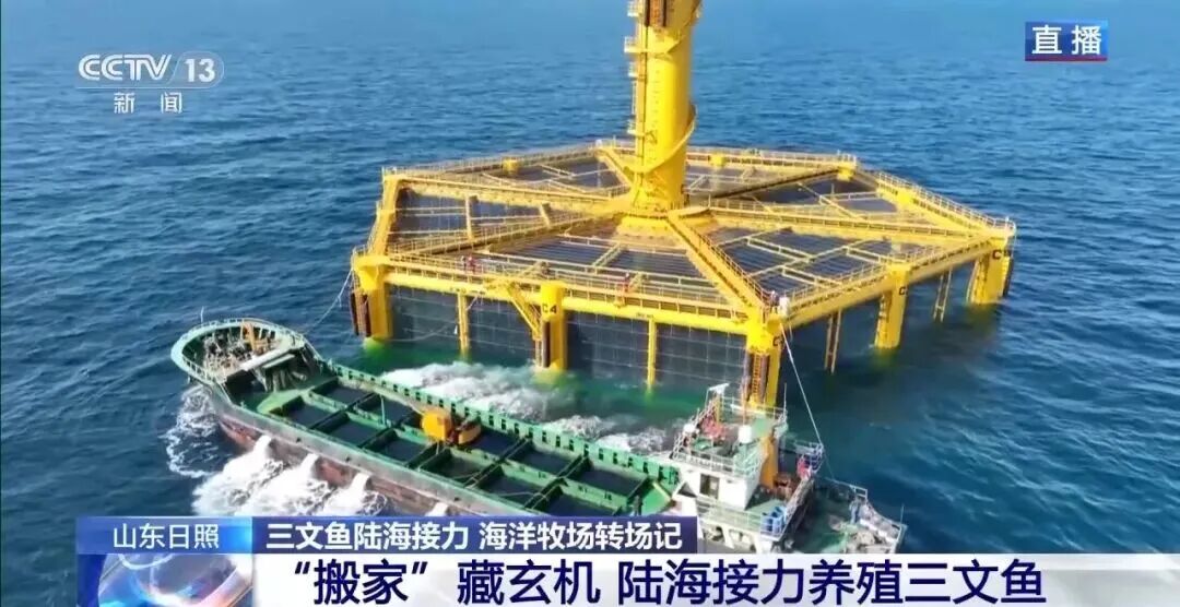 直击海洋牧场转场 | 我国迎来三文鱼陆海接力养殖时代(图6)