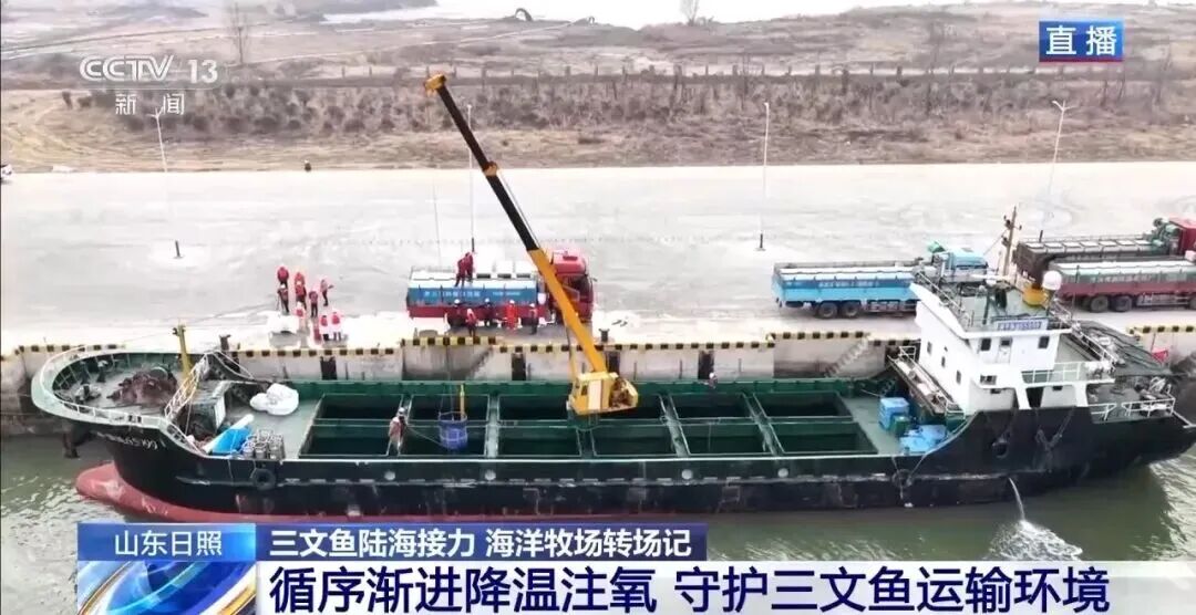 直击海洋牧场转场 | 我国迎来三文鱼陆海接力养殖时代(图5)