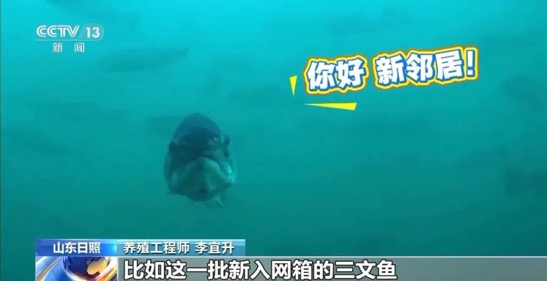 直击海洋牧场转场 | 我国迎来三文鱼陆海接力养殖时代(图10)