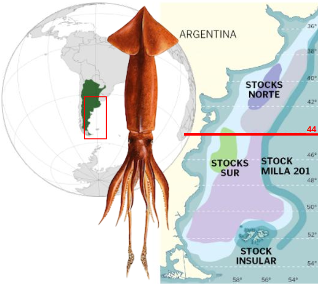 阿根廷鱿鱼季开局不利：恶劣天气与资源分散致“零渔获”(图3)