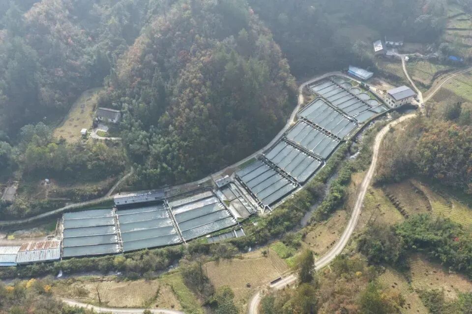 秦岭深处养出“冷泉三文鱼”,商洛探索渔业新路径(图1) 秦岭深处养出“冷泉三文鱼”,商洛探索渔业新路径(图1)