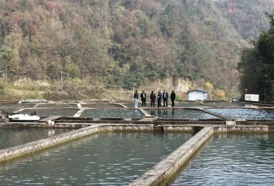 秦岭深处养出“冷泉三文鱼”,商洛探索渔业新路径(图5) 秦岭深处养出“冷泉三文鱼”,商洛探索渔业新路径(图5)