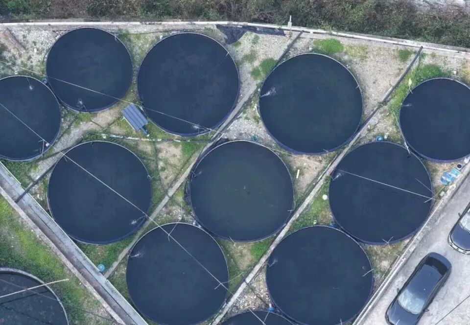 秦岭深处养出“冷泉三文鱼”,商洛探索渔业新路径(图3) 秦岭深处养出“冷泉三文鱼”,商洛探索渔业新路径(图3)