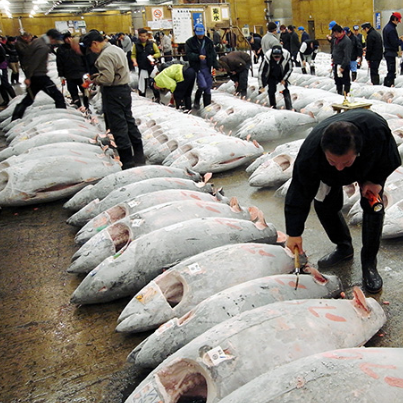 日本金枪鱼市场第9周出现分化 冷冻蓝鳍金枪鱼价格飙升38%(图2) 日本金枪鱼市场第9周出现分化 冷冻蓝鳍金枪鱼价格飙升38%(图2)