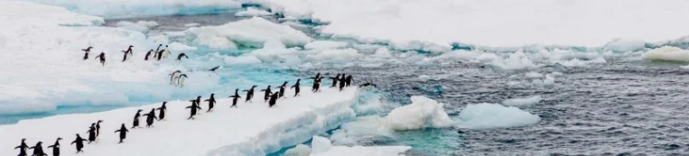 南极联盟反对对磷虾渔业的MSC再认证(图3) 南极联盟反对对磷虾渔业的MSC再认证(图3)