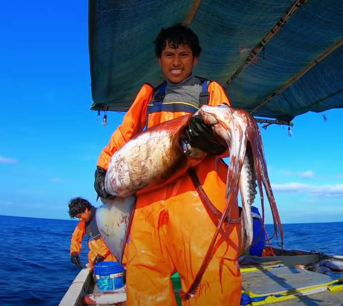 305,417吨封顶!秘鲁巨型鱿鱼捕捞配额确定(图1) 305,417吨封顶!秘鲁巨型鱿鱼捕捞配额确定(图1)