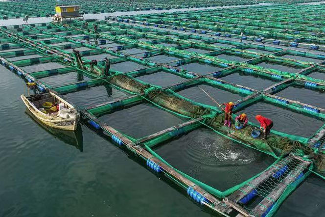 养殖鱼首次超过野生捕捞,全球海鲜产量创纪录达到1.882亿吨(图2) 养殖鱼首次超过野生捕捞,全球海鲜产量创纪录达到1.882亿吨(图2)