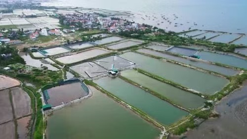 产能42万吨、出口近亿美元!越南罗非鱼产业加速抢占全球水产市场(图1) 产能42万吨、出口近亿美元!越南罗非鱼产业加速抢占全球水产市场(图1)