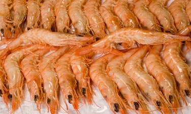 虾界“顶流”！白虾、甜虾、黑虎虾、牡丹虾…谁是你的心动“虾”？(图8)
