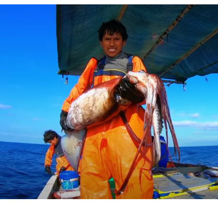 305,417吨封顶！秘鲁巨型鱿鱼捕捞配额确定