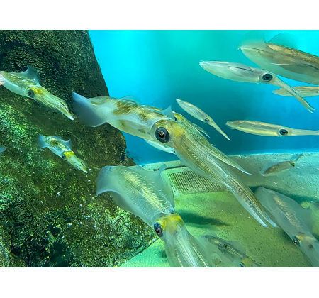 鱿鱼丰年，货往哪儿卖？8月上海渔博会找答案