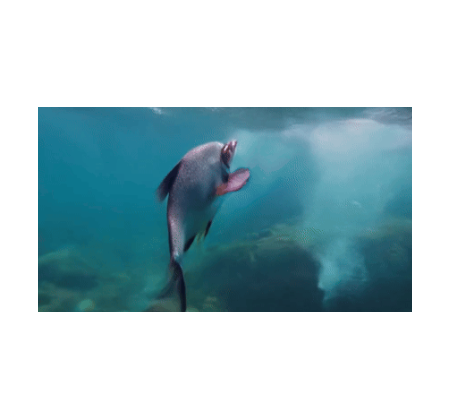 6000亿淡水鱼市场：公共品牌繁荣背后的企业品牌缺失，上海渔博会能做些什么？