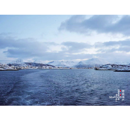 挪威海鲜出口“倒春寒”，中国市场逆势增长36%