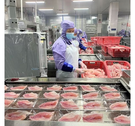 产能42万吨、出口近亿美元！越南罗非鱼产业加速抢占全球水产市场