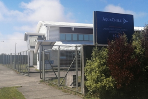 AquaChile lab to conduct coronavirus testing in southern Chile 