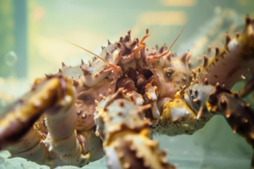 Russian Crab Group CEO satisfied with Q1, makes positive forecast for 2020