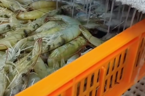 厄瓜多尔白虾开年价格保持稳定，中国成厄瓜多尔白虾 “压舱石”