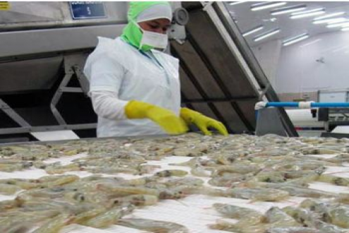 厄瓜多尔白虾对中国出口在2026年1月 同比增长33%