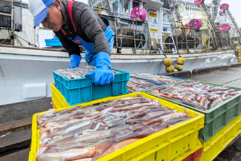 全球鱿鱼紧缺：日本与韩国跨洋争夺“黄金鱿鱼”