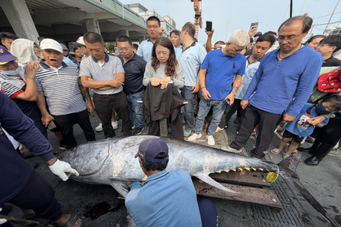 175公斤与276公斤蓝鳍金枪鱼双响炮！台湾屏东、宜兰同日宣告金枪鱼季"戏剧"开幕