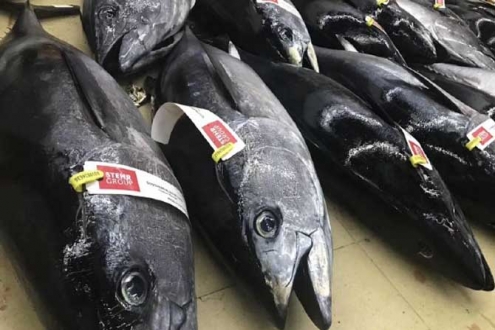 Umios内部重组 全盘整合蓝鳍金枪鱼养殖加工业务