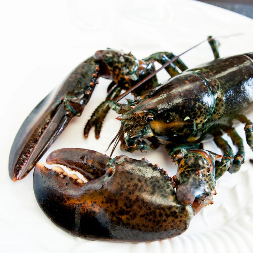 China on cusp of overtaking US as Canada’s top lobster export market(图1)