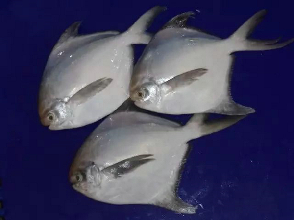 欢迎巴基斯坦供应商Maritime Fisheries再次亮相2018上海国际渔博会(图4)
