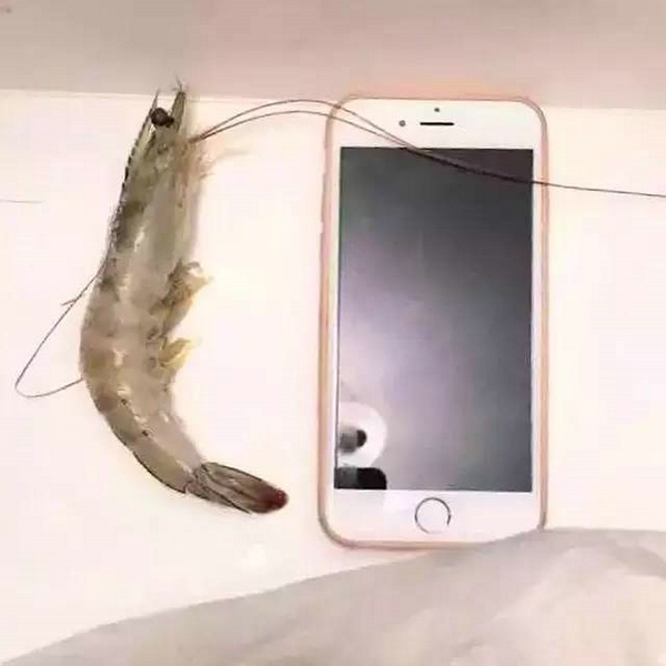 四载相伴，上海渔博会与厄瓜多尔再盼砥砺前行(图6)