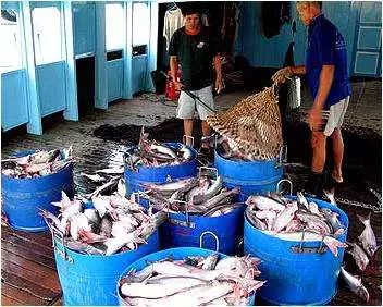 越南展商助力2018上海国际渔博会(图3) 越南展商助力2018上海国际渔博会(图3)