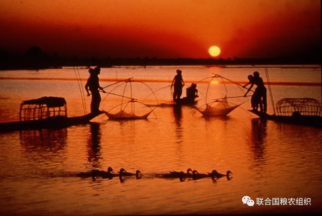FAO发布世界渔业报告 | 2020年世界渔业和水产养殖状况(图2)