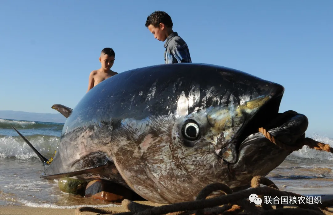 FAO发布世界渔业报告 | 2020年世界渔业和水产养殖状况(图3)