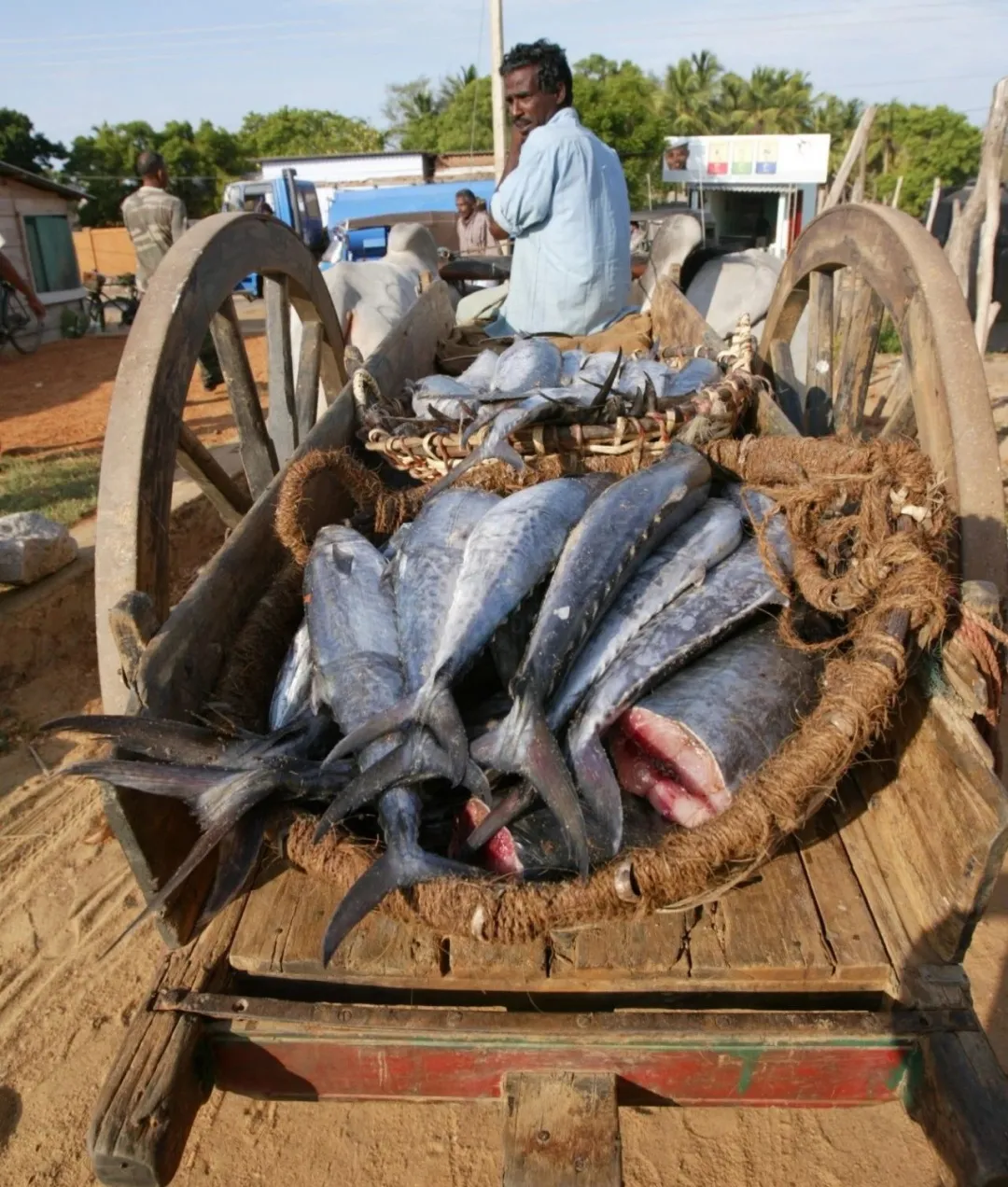 FAO发布世界渔业报告 | 2020年世界渔业和水产养殖状况(图4)