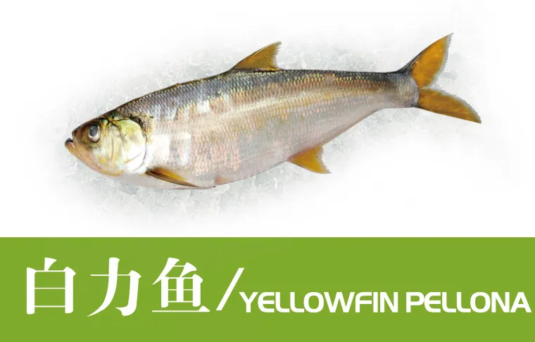 福州裕丰源商贸有限公司——高品质远洋水产专家(图4)