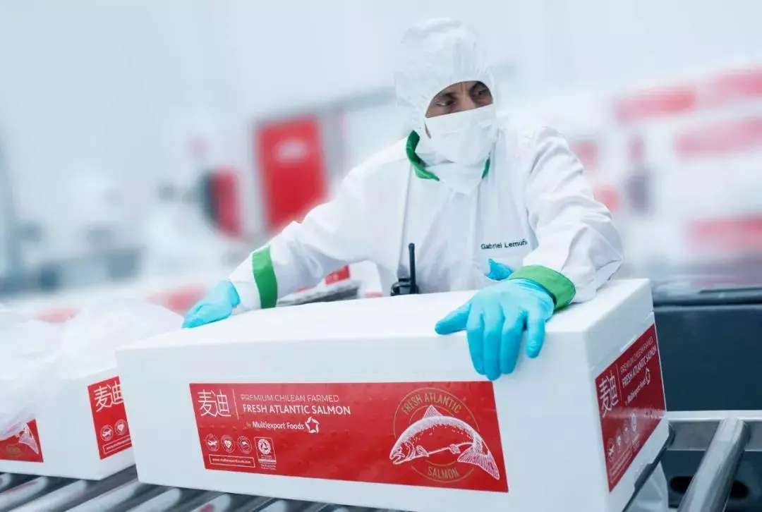 智利三文鱼平均规格上升,为拓展中国市场签发首个三文鱼电子健康证书(图5) 智利三文鱼平均规格上升,为拓展中国市场签发首个三文鱼电子健康证书(图5)
