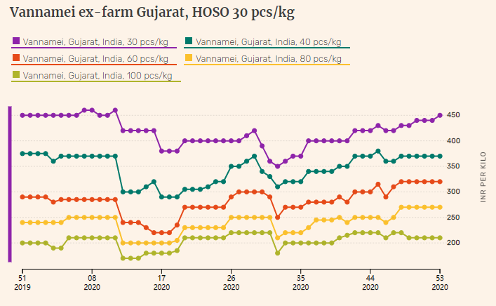 Indian vannamei shrimp prices in Andhra Pradesh dive further in week 53(图3)